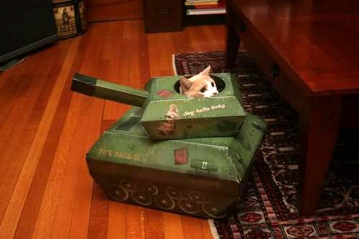 Mèo chiến binh.